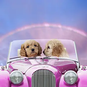 Vehicles Prints: Dogs - 7 week old Cockerpoo puppies driving car through rainbow sunset on St Valentine's Day Digital Manipulation