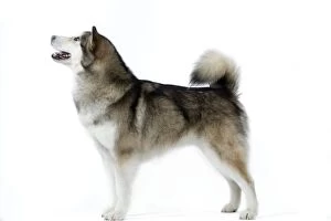 Alaskan Malamute Collection: Dogs - Alaskan Malamute
