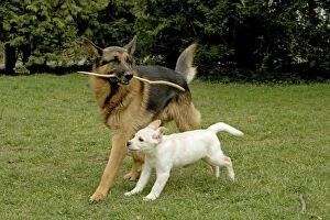 Images Dated 18th March 2005: Dogs - Alsatian and Yellow Labrador puppy playing together