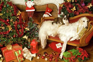 Borzoi Collection: Dogs - Barzoi and Boston Terrier with Christmas decorations