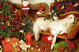 Dogs - Barzoi and Boston Terrier with Christmas decorations