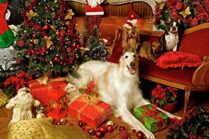 Borzoi Collection: Dogs - Barzoi, Boston Terrier, Dachshund and Yorkshire Terrier with Christmas decorations