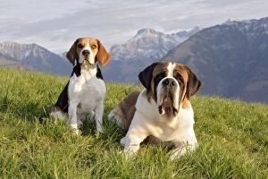 Dogs - Beagle and Saint Bernard Dog sitting together