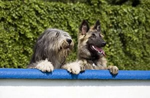 Dogs - Bearded Collie and Tervuren look over the wall in garden
