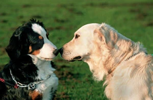 Face To Face Collection: Dogs - Bernese Mountain Dog and Golden Retriever sniffing each others nose