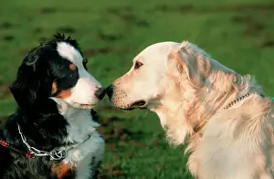Greeting Prints: Dogs - Bernese Mountain Dog and Golden Retriever sniffing each others nose