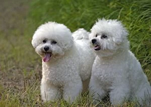 Bichon Gallery: Dogs - Bichon Frise, two together on grass