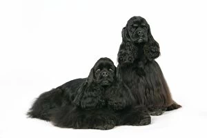 DOGS. Black and black and tan American cocker spaniels