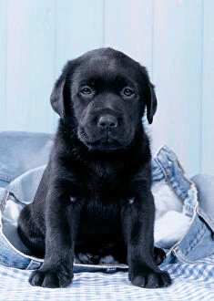 DOGS - Black Labrador puppy on blue jeans
