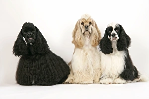 Images Dated 16th June 2007: DOGS. Black, silver buff and black and white American cocker spaniels