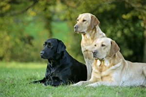 Dog - Yellow Labrador - lying down