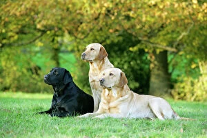 Dogs - Black and Yellow Labrador Retrievers lying down on grass
