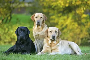Dogs - Black and Yellow Labrador Retrievers lying down on grass