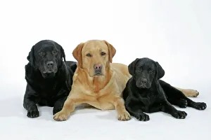 Labrador - adult and puppy