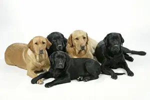 Five Prints: Dogs - Black and Yellow Labradors with Black Labrador puppy