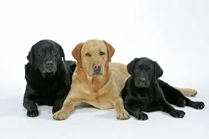 Dogs - Black and Yellow Labradors with Black Labrador puppy - lying down