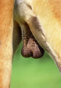 Reproduction Prints: Dog's Bollocks