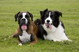 Images Dated 24th June 2007: Dogs - Boxer and Border Collie lying in grass