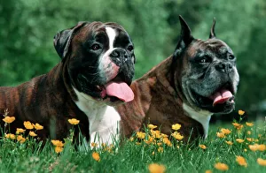 Dogs - Boxers - old and young lying down together