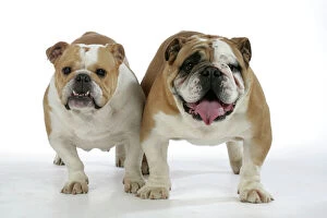 Dogs - Bulldogs, male and female