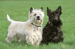 Images Dated 2nd October 2007: Dogs - Cairn Terrier and Scottish Terrier in garden
