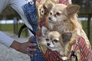 Images Dated 1st April 2007: Dogs - Chihuahuas in carrying bag