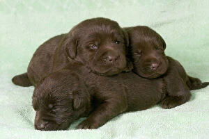 Dogs - Chocolate Labrador - Puppies lying down togethe