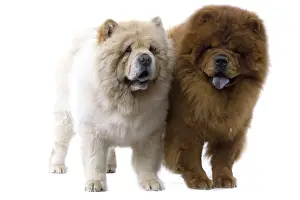 Cream Prints: Dogs - Chow Chow
