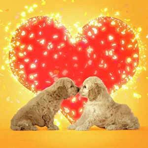 Dogs - Cockerpoo puppies touching noses with red love heart