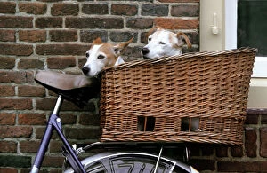 Images Dated 2nd October 2007: Dogs - Couple of Jack Russell Dogs in basket on bike