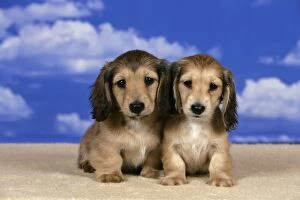 Dogs - Cream Longhaired Dachshund puppies