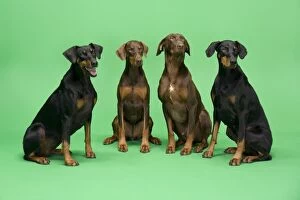 Doberman Pinschers Gallery: Dogs - Four Dobermans sitting down