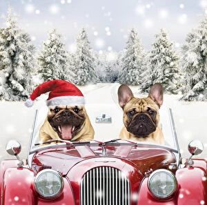 Dogs - driving car through Christmas snow scene