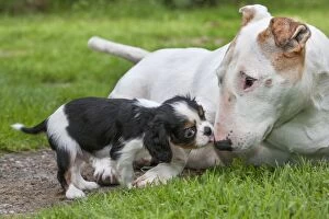 Bull Terrier Gallery: Dogs - English Bull Terrier with King Charles Spaniel puppy