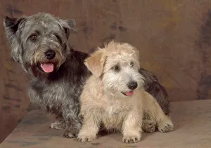 Dogs - Glen of Imaal Terrier Dog