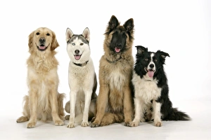 DOGS - Golden Retriever - Husky - Tervuren and Border Collie sitting down together DOGS - Golden Retriever - Husky - Tervuren and Border Collie sitting down together