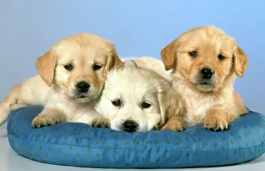 Images Dated 2nd October 2007: Dogs - Golden Retriever puppies on cushion