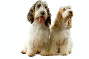 Hound Prints: Dogs - Grand Basset Griffon Vendeen