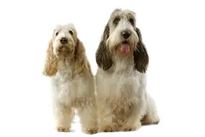 Basset Griffon Vendeen Prints: Dogs - Grand Basset Griffon Vendeen