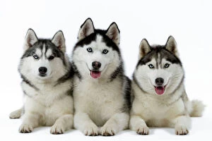 Images Dated 11th March 2006: Dogs - Huskies