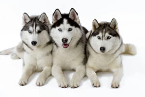 Images Dated 11th March 2006: Dogs - Husky