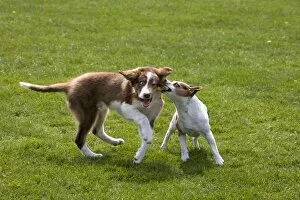 Images Dated 17th April 2011: Dogs - Jack Russell playing with Border Collie puppy