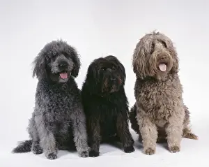 Dogs - Labradoodles, 3 sitting together