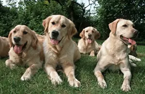 Obedience Prints: Dogs - Labrador and Golden Retrievers lying in garden