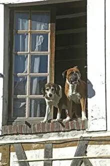 Dogs looking out of open window waiting for owner