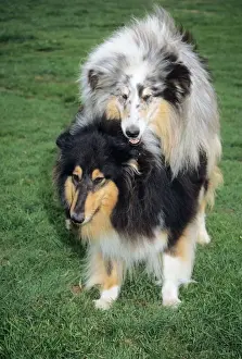Mating Prints: Dogs - mating