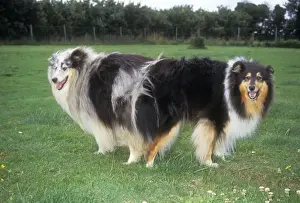 Tied Prints: Dogs - mating, tied