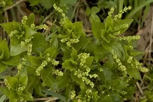 Dogs mercury in flower. Old woodland indicator plant