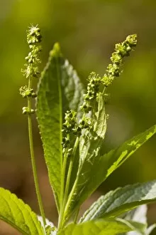 Dogs Mercury Mercurialis perennis in flower, in ancient coppice woodland