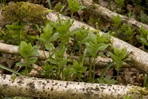Hazels Prints: Dog's mercury ( Mercurialis perennis ) in flower in old woodland